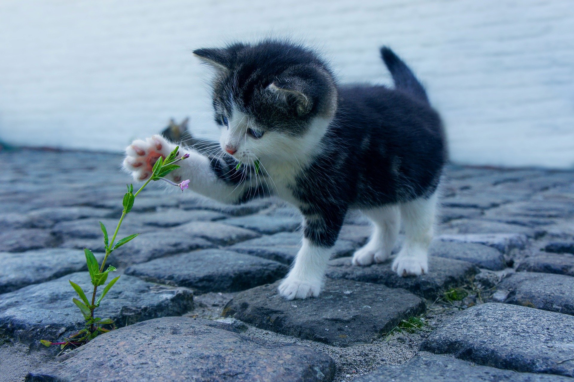 A kitten on a paver brick pawing at a plant growing through the seems of another paver brick